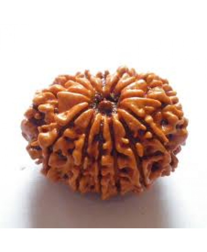 13 Mukhi Rudraksha